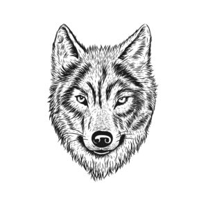 Alaska Tundrawolf